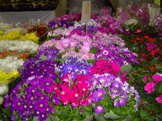 O 12º Festival das Flores e Plantas de Holambra acontece no período de seis a 16 de setembro