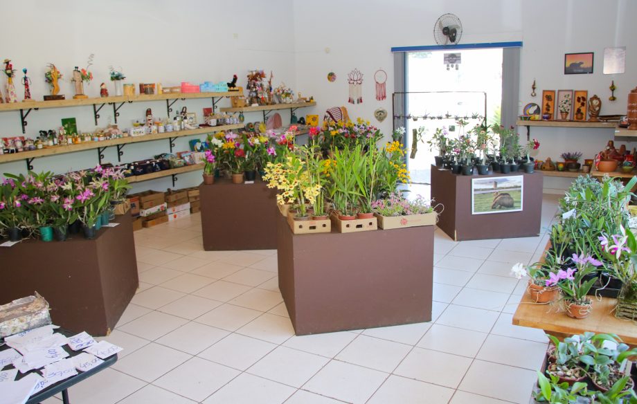 Exposição de Orquídeas e Rosas do Deserto acontece nesta quinta